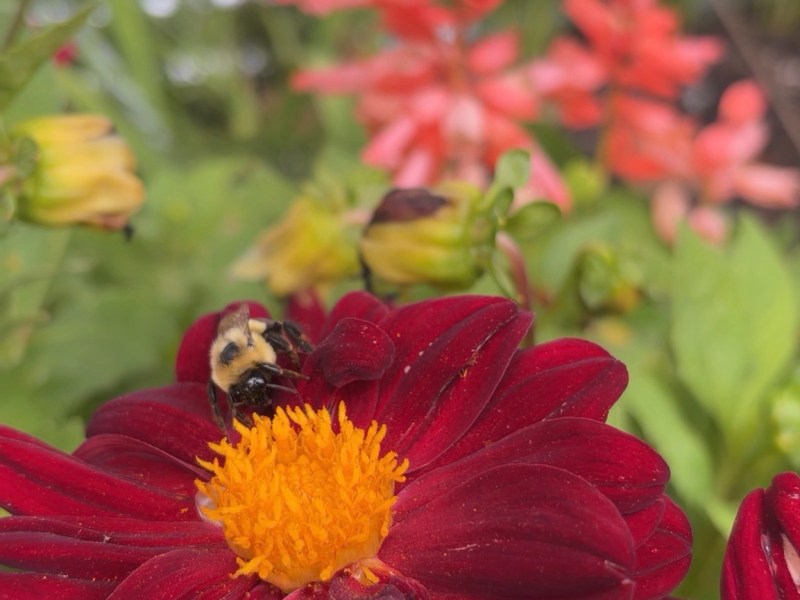 Working 9 to Hive: Why Our Community Needs Bees&nbsp;🐝🌼