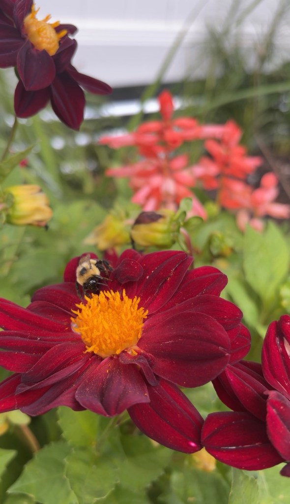 Working 9 to Hive: Why Our Community Needs Bees 🐝🌼